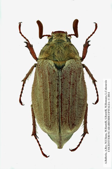 Melolontha pectoralis, maschio